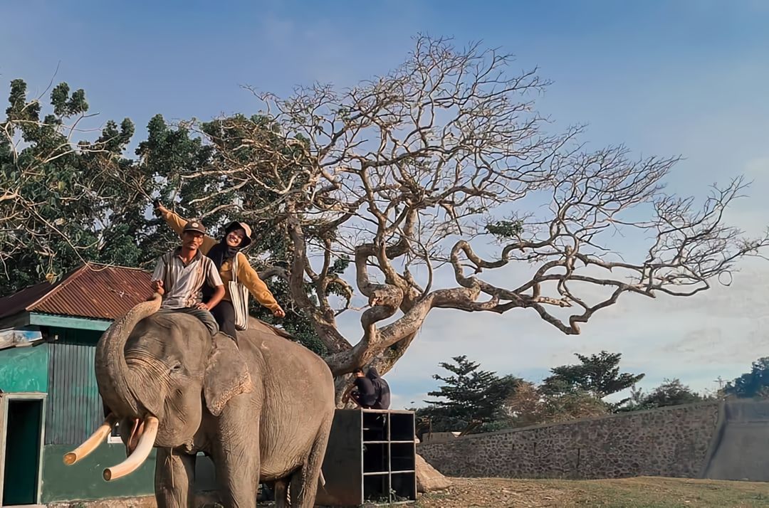 Pusat Latihan Gajah Seblat Di Bengkulu Utara Atourin