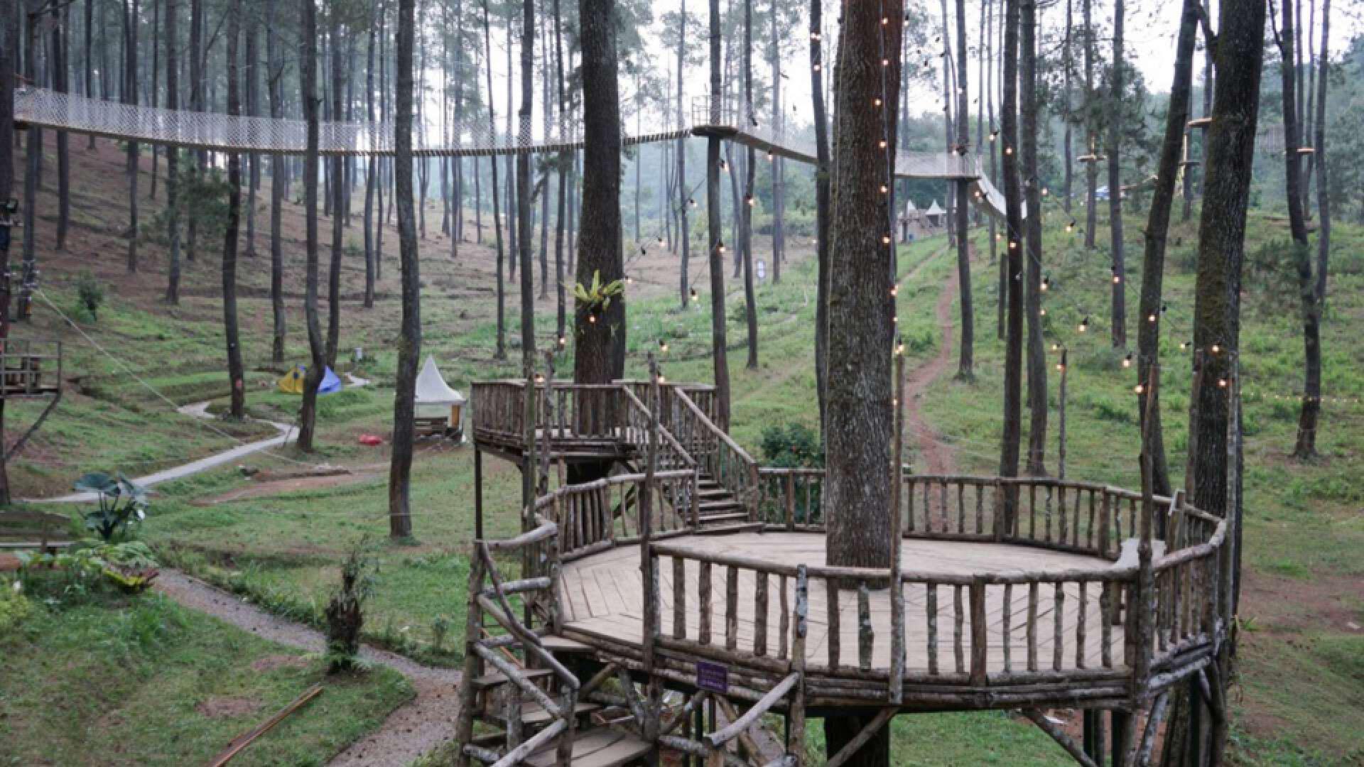 Hutan Pinus Cikole Di Bandung Atourin 2965