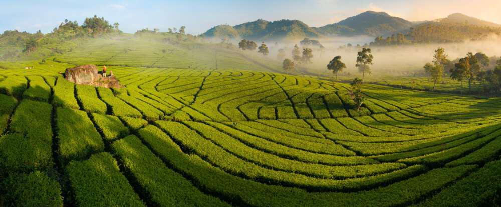 Perkebunan Teh Rancabali di Bandung | Atourin