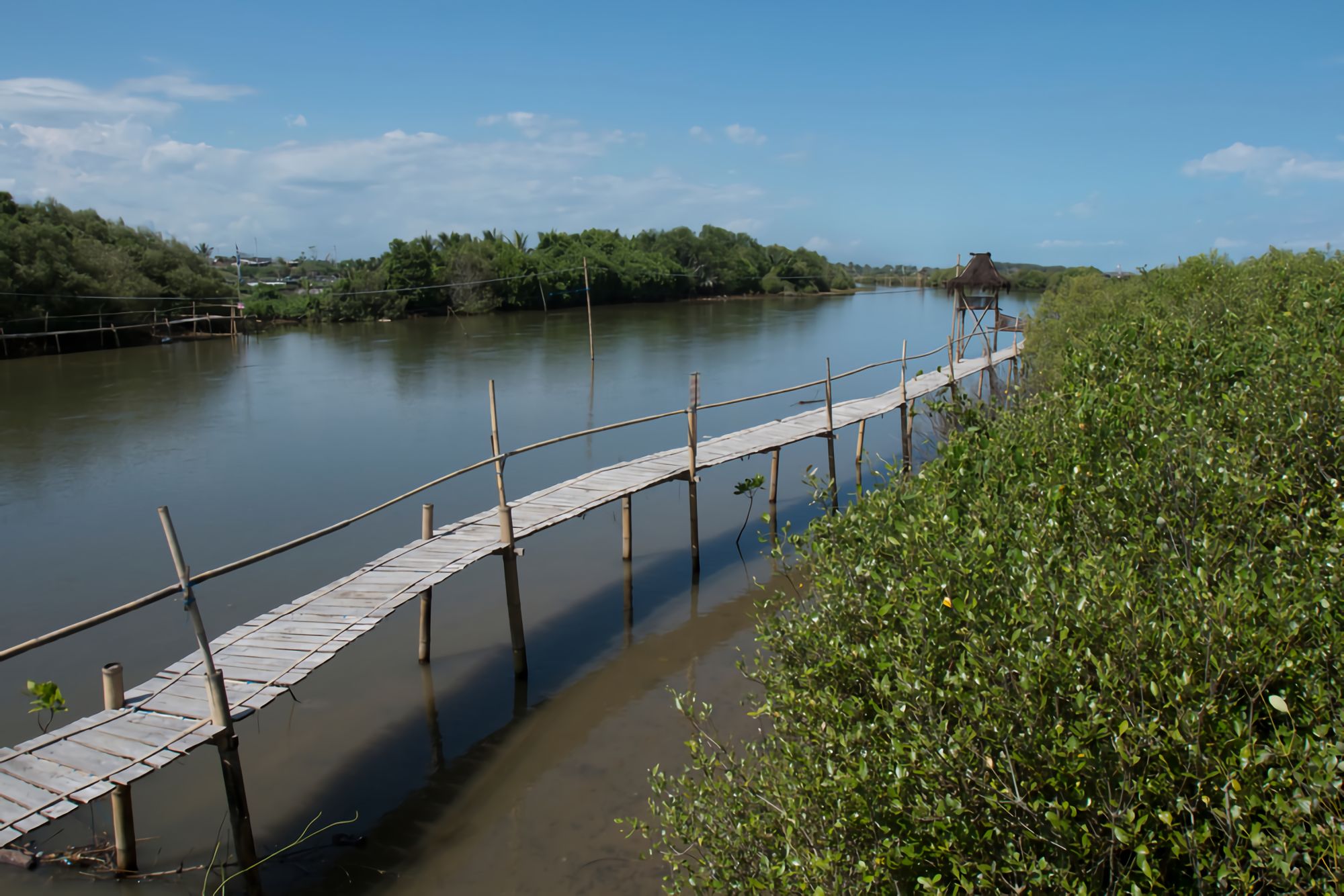 Hutan Mangrove Wanatirta Di Kulon Progo | Atourin